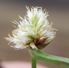 Cyperus richardii