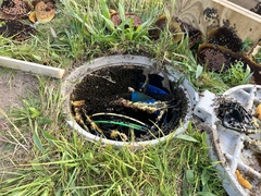 Apis mellifera capensis