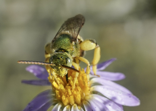Sweat Bee