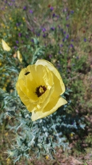 Argemone subfusiformis