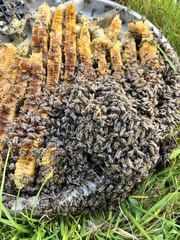 Apis mellifera capensis