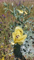 Argemone subfusiformis