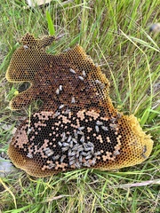 Apis mellifera capensis