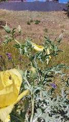 Argemone subfusiformis