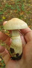 Cortinarius torvus