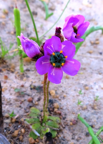 Drosera pauciflora