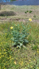 Argemone subfusiformis