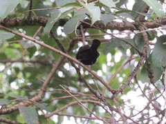 Nigrita canicapillus