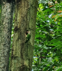 Psilopogon lineatus