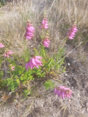 Erica ciliaris