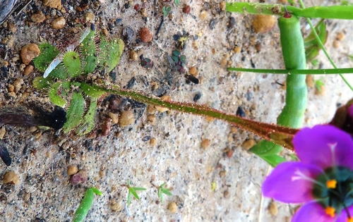 Drosera pauciflora