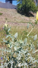 Argemone subfusiformis