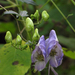 Aconitum uncinatum - Photo (c) BlueRidgeKitties,  זכויות יוצרים חלקיות (CC BY-NC-SA)