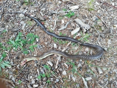 Zamenis longissimus