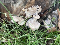 Schizophyllum commune