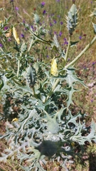 Argemone subfusiformis