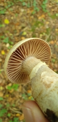 Cortinarius torvus