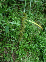 Carex tribuloides