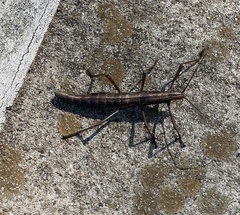 Anisomorpha ferruginea