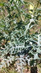 Argemone subfusiformis