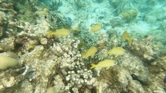 Haemulon flavolineatum