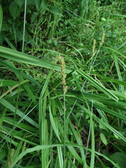 Carex tribuloides