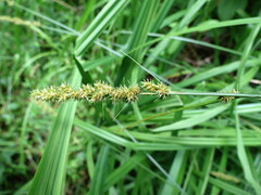 Carex tribuloides