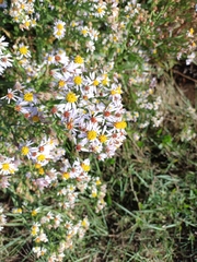 Tripolium pannonicum