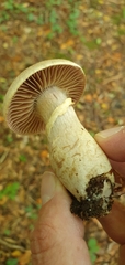 Cortinarius torvus