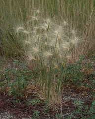 Hordeum jubatum