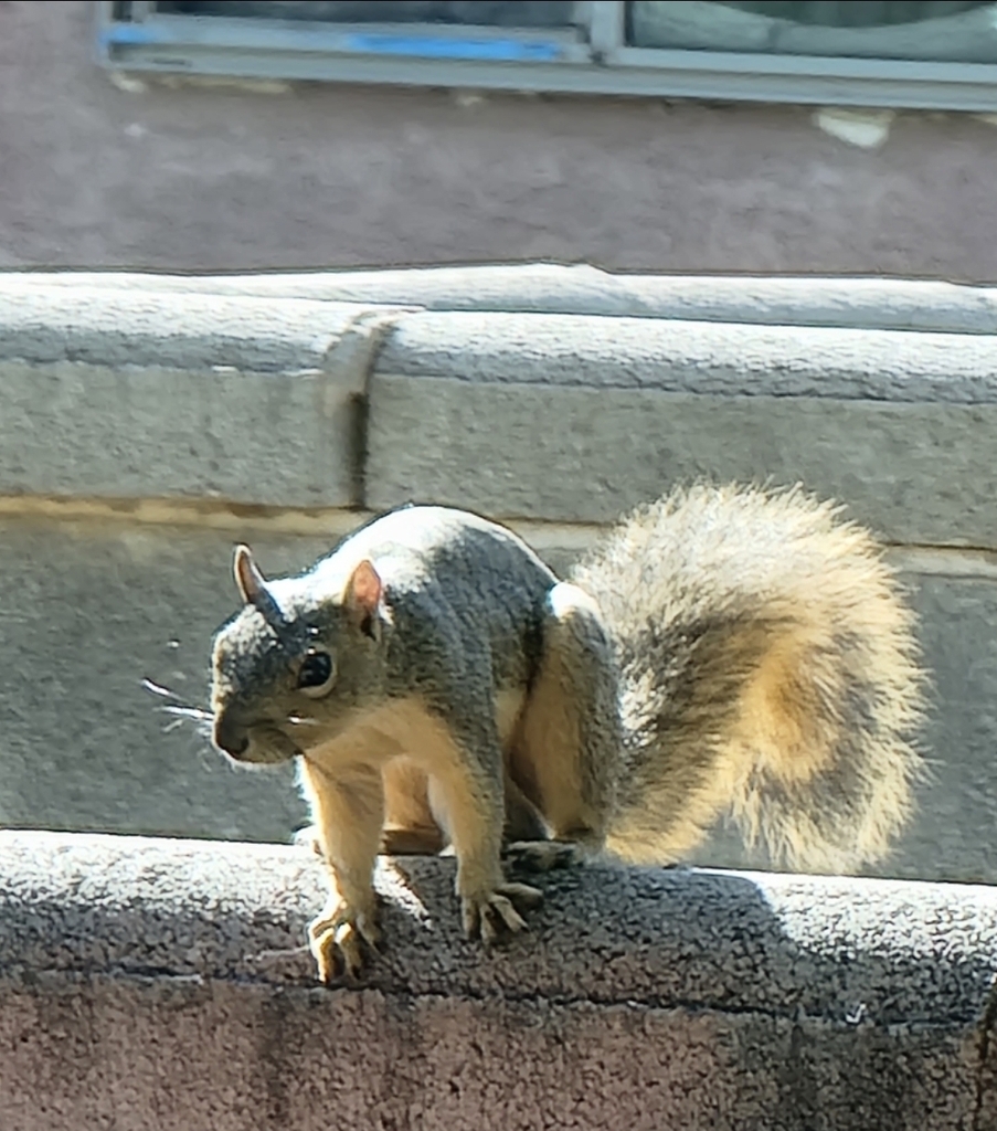 Fox Squirrel from Roswell, NM, USA on October 2, 2022 at 09:46 AM by ...