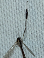 Bittacomorpha clavipes