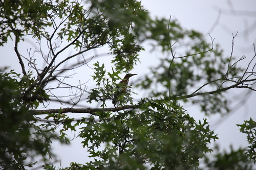 Green Heron photographed in Connecticut