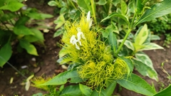 Justicia croceochlamys