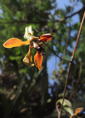 Encyclia