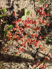 Crassula decumbens