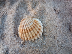 Acanthocardia tuberculata