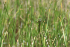 Anax parthenope julius