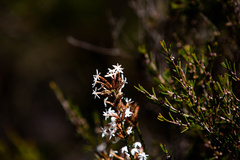 Lysinema