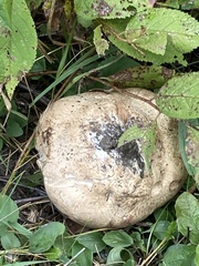 Calvatia craniiformis