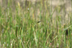 Anax parthenope julius