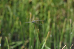 Anax parthenope julius