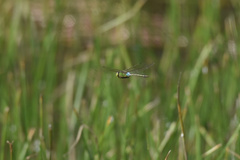 Anax parthenope julius