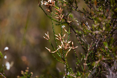 Lysinema