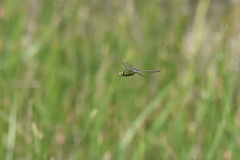 Anax parthenope julius