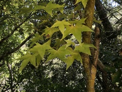 Acer serrulatum