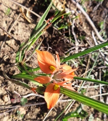 Moraea papilionacea