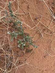 Lappula occidentalis