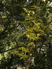 Acer serrulatum