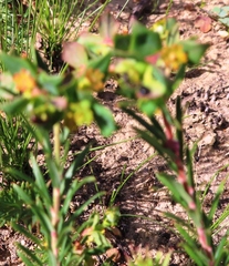 Euphorbia genistoides